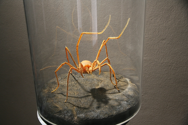 Kanary_2010 190